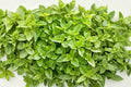 Greek Oregano Seeds – Aromatic Culinary Herb, Butterfly Friendly, Non-GMO, Mediterranean Herb, Pollinator Attractant