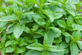 Peppermint Seeds, Aromatic Perennial Herb for Culinary & Tea Gardens, Mentha piperita, Non-GMO