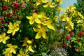 St. John’s Wort Seeds - Medicinal Herb, Yellow Flowers, Pollinator Friendly, Hypericum perforatum, Non-GMO