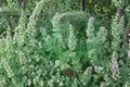 Catnip Seeds - Aromatic Herb for Cats & Gardens - Nepeta cataria - Pollinator-Friendly, Non-GMO Herb Seeds