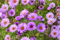 New England Aster Seeds - Purple Perennial Wildflower for Butterfly Gardens & Pollinator Support (Aster novae-angliae)