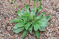 Boston Plantain Seeds - Medicinal Herb, Herbal Tea, Pollinator Friendly Garden Plantago lanceolata, Non-GMO, Hardy Wild Herb