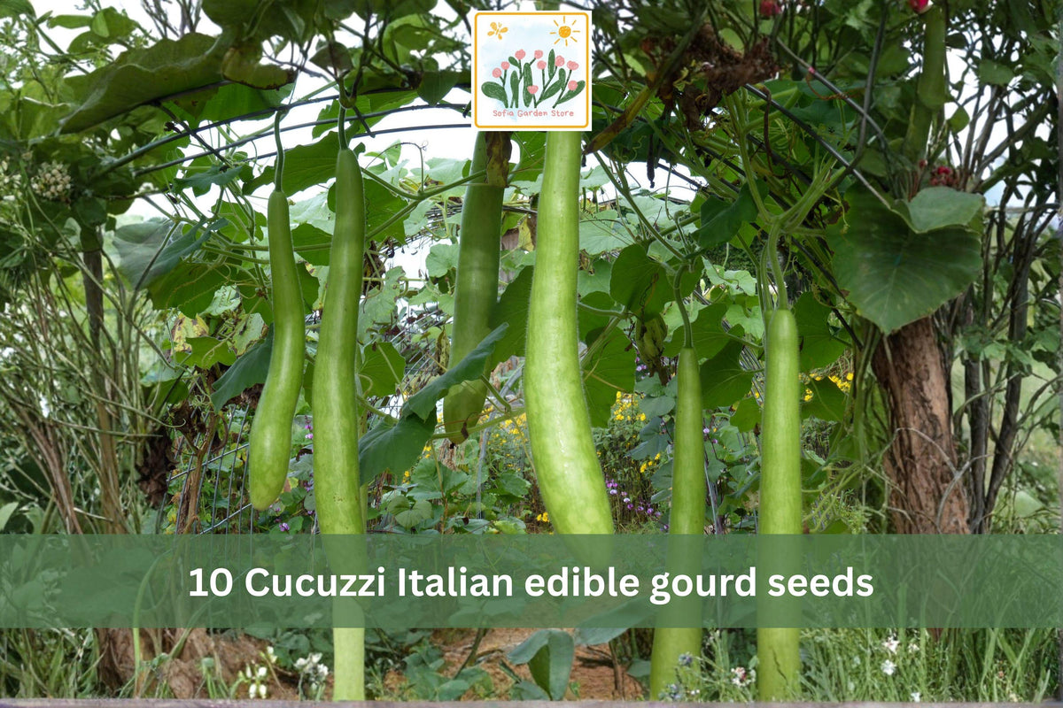 10 Cucuzzi Italian Edible Gourd Seeds Heirloom Long Bottle Gourd Vegetable Garden