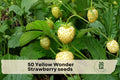 Yellow Wonder Strawberry Seeds – Alpine Fragaria vesca, Edible Garden, Container, Perennial, Yellow Berries, Sweet Flavor
