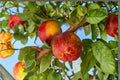 Mericrest Nectarine Tree – Bare Root 2 ft Prunus persica var. nucipersica Fruit Tree for Backyard Garden