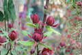 Sweetshrub Plants 1-2 ft Tall, Fragrant Garden Shrub, Calycanthus floridus, Ornamental Bush, Carolina Allspice, Landscape Planting
