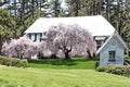Weeping Yoshino Cherry Tree - Dwarf Flowering Tree with Pale Pink Blossoms - Prunus × yedoensis