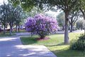 Purple Lilac Plants – 1 ft Tall, Fragrant Syringa vulgaris Shrubs, Garden Borders & Hedges, Live Bare Root Flowering Shrubs