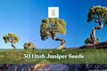 30 Utah Juniper Seeds for Bonsai - Juniperus osteosperma, Hardy Evergreen, Ornamental Tree Seeds for Outdoor Gardens
