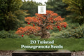 20 Twisted Pomegranate Seeds for Bonsai Tree, Punica granatum, Ornamental Fruit, Deciduous Tree, Garden & Container Planting