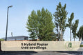 5 Hybrid Poplar Tree Seedlings – Fast-Growing Shade, Privacy, Windbreaks | Populus hybrid Deciduous Plants
