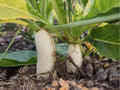 Minowase Daikon Radish Seeds – 100 Count, Japanese White Radish, Raphanus sativus, Long Crisp Roots for Cooking & Pickling
