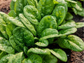 Bloomsdale Long Standing Spinach Seeds – 100 Count, Savoy Leaf Variety, Cool-Season Greens, Non-GMO, Spinacia oleracea