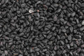 Black Cumin Seeds, Heirloom Nigella sativa, Culinary & Medicinal Herb, Blue Flowers, Non-GMO, Container-Friendly