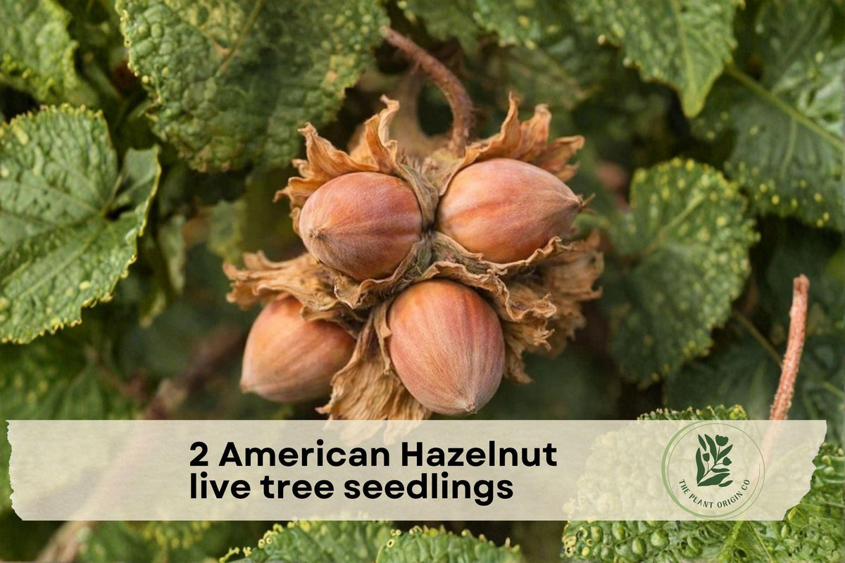 American Hazelnut Tree Seedlings – Native Corylus americana Nut Trees for Landscaping & Garden Planting (2 Pack)