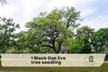 Black Oak Live Tree Seedling, Native Quercus velutina, Hardy Outdoor Plant for Landscaping and Gardens