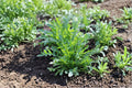 Rocket Arugula Seeds – Heirloom, Fast-Growing Leafy Vegetable for Salads and Culinary Use – Eruca sativa