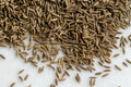 Heirloom Cumin Seeds for Culinary Spice and Herb Gardens, Non-GMO, Aromatic Cuminum cyminum, Perfect for Containers and Herb Gardens
