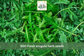 500 Arugula Herb Seeds – Heirloom Rocket Leafy Green for Garden & Containers – Fast-Growing Cool-Season Edible Green, Eruca sativa