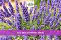 100 Seeds Vera Lavender Lavandula angustifolia English Lavender Herb Garden