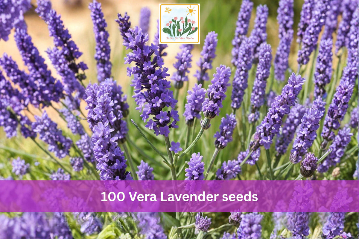 100 Seeds Vera Lavender Lavandula angustifolia English Lavender Herb Garden