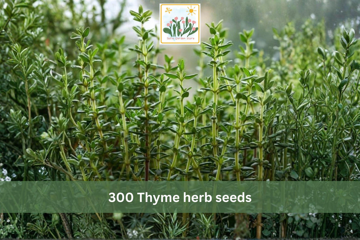 300 Thyme Seeds Common Thyme Herb Perennial Garden Container