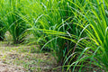 Lemongrass Seeds, Aromatic Culinary Herb for Garden Beds & Containers, Cymbopogon citratus, Fresh Lemon Fragrance