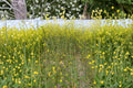 Black Mustard Seeds (Brassica nigra) – Heirloom Culinary Spice, Edible Greens, Herb Garden Seeds for Growing