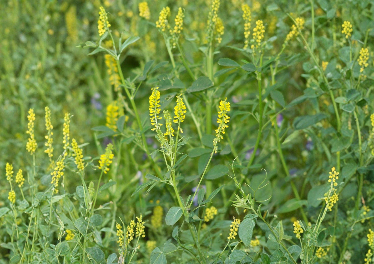 Sweet Clover Seeds Melilotus Officinalis Non-GMO Cover Crop Pollinator-Friendly Soil-Improving Seeds