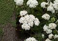 White Yarrow Seeds, Achillea millefolium, Perennial Wildflower, Pollinator Friendly, Medicinal Herb, Non-GMO, 2000+ Seeds