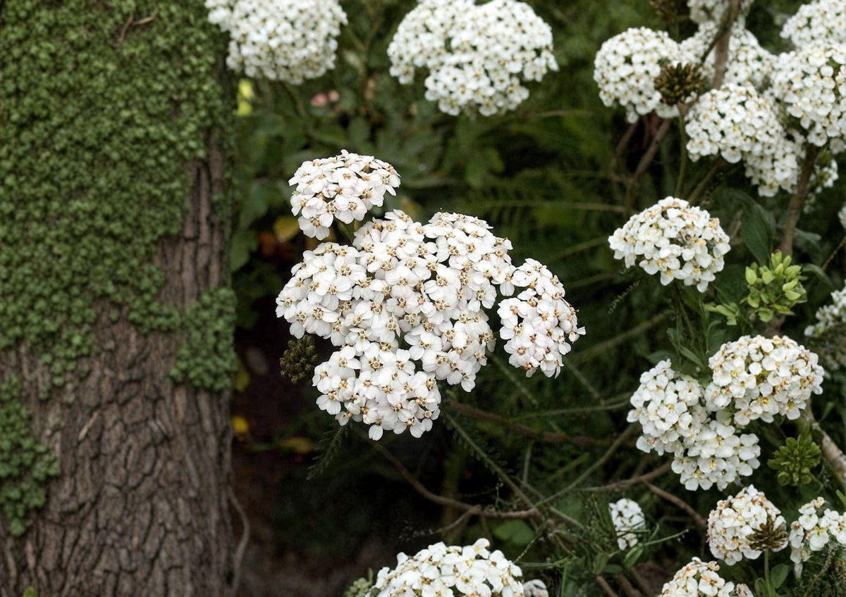 White Yarrow Seeds, Achillea millefolium, Perennial Wildflower, Pollinator Friendly, Medicinal Herb, Non-GMO, 2000+ Seeds