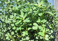 200+ Molokhia Seeds - Egyptian Spinach, Jute Mallow, Corchorus olitorius, Leafy Green Vegetable, Heirloom Non-GMO Garden Seeds