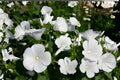 Dwarf White Mallow Seeds (Lavatera trimestris) – Compact Flowering Plant for Borders & Containers