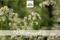 300 Caraway Seeds Carum carvi Culinary Herb Biennial Aromatic Seed