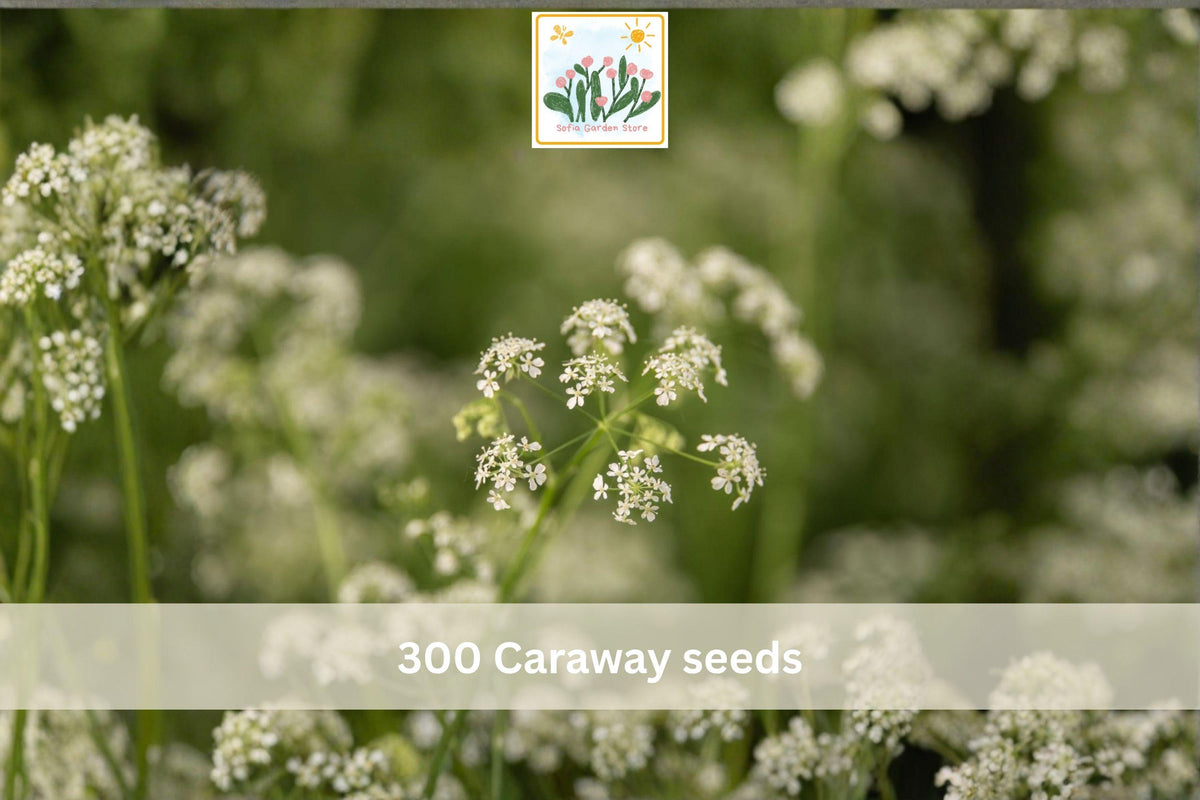 300 Caraway Seeds Carum carvi Culinary Herb Biennial Aromatic Seed