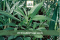 30 Seeds Broadleaf Sage Salvia officinalis Culinary Herb Garden