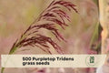 Purpletop Tridens Grass Seeds, Native Perennial Ornamental Bunchgrass, Tridens flavus, 500 Seeds