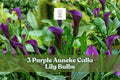 Purple Anneke Calla Lily Bulbs - 3 Pack - Deep Purple Trumpet Flowers - Zantedeschia - Elegant Garden & Cut Flower Option