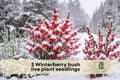 Winterberry Bush Seedlings – Native Ilex verticillata with Bright Red Berries for Garden, Landscaping & Outdoor Planting