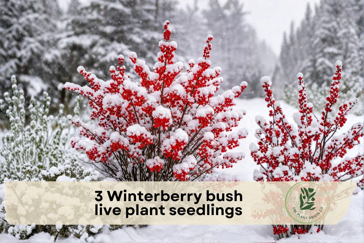 Winterberry Bush Seedlings – Native Ilex verticillata with Bright Red Berries for Garden, Landscaping & Outdoor Planting
