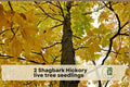 Shagbark Hickory Tree Seedlings – Native Hardwood Live Plants for Outdoor Gardens and Landscaping (Carya ovata)