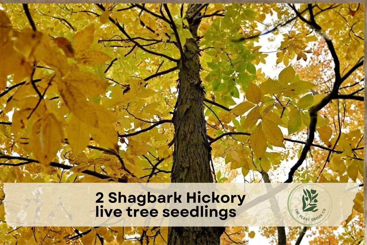 Shagbark Hickory Tree Seedlings – Native Hardwood Live Plants for Outdoor Gardens and Landscaping (Carya ovata)
