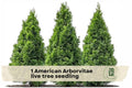 American Arborvitae Live Tree Seedling – Evergreen Privacy Hedge, Thuja occidentalis, Outdoor Landscaping Plant