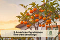 American Persimmon Tree Seedlings – 3 Native Diospyros virginiana Live Fruit Trees for Outdoor Garden, Yard, Landscaping