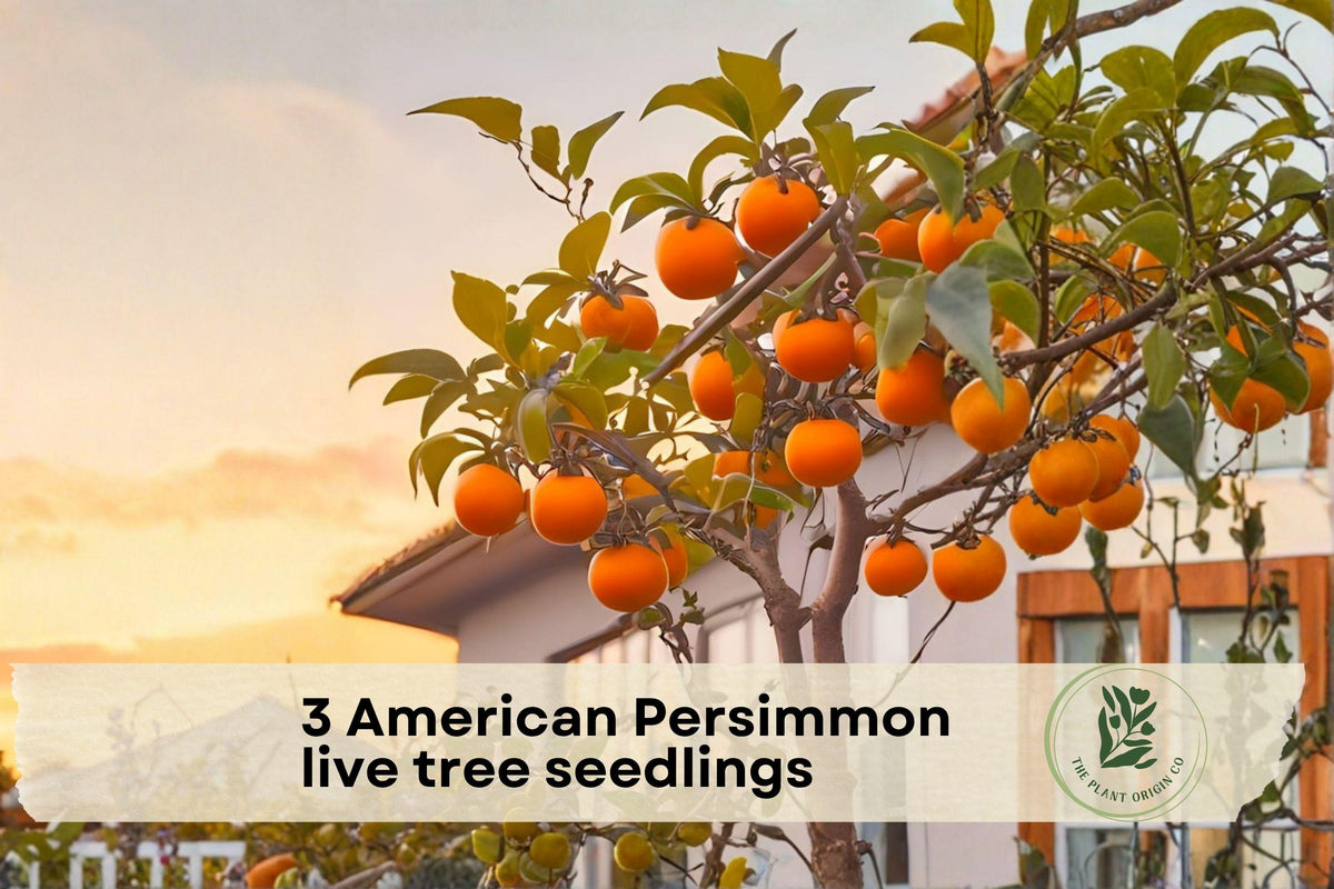 American Persimmon Tree Seedlings – 3 Native Diospyros virginiana Live Fruit Trees for Outdoor Garden, Yard, Landscaping