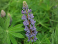 Blue Perennial Lupine Seeds | Heirloom Non-GMO Wildflower Garden Planting | Lupinus perennis Flower Seeds