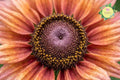Sahara Summer Hues Rudbeckia Seeds – Black-eyed Susan Annual Flower Garden Pack of 125+ Seeds
