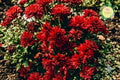 Sublime Cherry Mum Seeds – 200+ Annual Chrysanthemum Flower Seeds, Red Blooms, Chrysanthemum morifolium, Garden Border & Container Plant