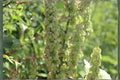 Water Dock Seeds 100ct | Native Wetland Plant for Ponds & Rain Gardens | Rumex orbiculatus