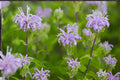 Wild Bergamot Seeds 100 Pack, Native Monarda fistulosa, Fragrant Lavender Wildflower for Bees & Pollinator Gardens